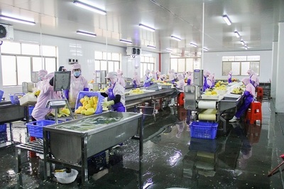 菠蘿的海不一般，徐聞果香引客來